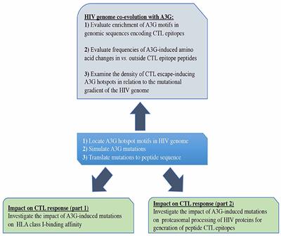 APOBEC3G Regulation of the Evolutionary Race Between Adaptive Immunity and Viral Immune Escape Is Deeply Imprinted in the HIV Genome